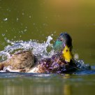 bathing duck